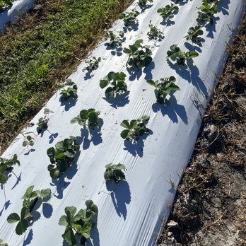 Family Farm - Fruits & Veggies Near Me - Davie, Florida Family Farm - Fruits & Veggies Near Me - Davie, Florida