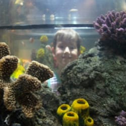 Sea Life