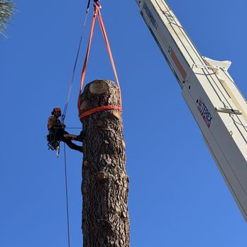 Timber Stand Improvement - Tree Services Near Me Timber Stand Improvement - Tree Services Near Me