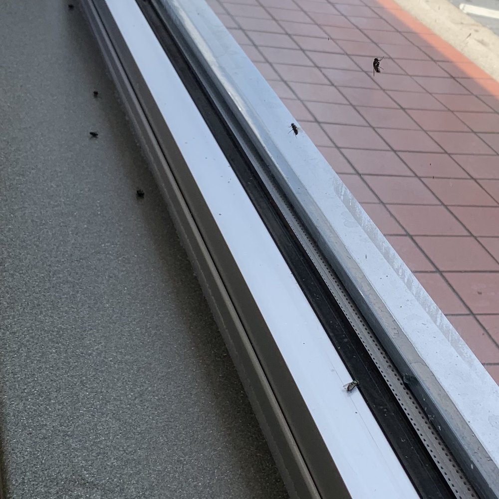 McDonald's - Dead and live flies. - Fast Food Near Me - Myrtle Beach, South Carolina McDonald's - Dead and live flies. - Fast Food Near Me - Myrtle Beach, South Carolina
