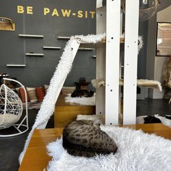 Cat Therapy