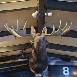 Squirez Bar - Moose decor