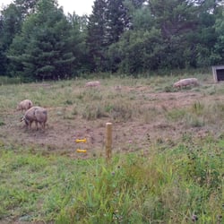 Meander River Farm & Brewery - Pigs down the lane