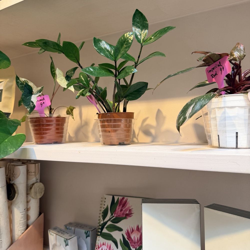 Coffee and Plants - Coffee & Tea Near Me - Studio City, California Coffee and Plants - Coffee & Tea Near Me - Studio City, California