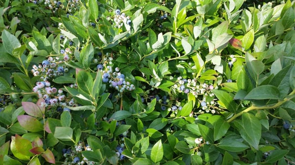 Mercer Slough Blueberry Farm by null
