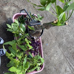 Our plant haul. Windy day so need to get them in the car quickly :) happy Our plant haul. Windy day so need to get them in the car quickly :) happy