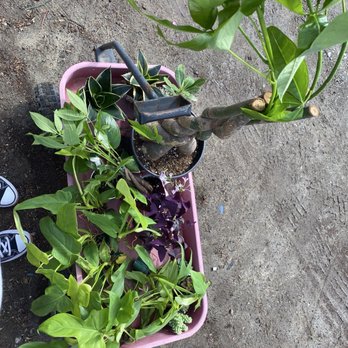 Rosales Nursery - Our plant haul. Windy day so need to get them in the car quickly :) happy - Nurseries & Gardening Near Me - Long Beach, California Rosales Nursery - Our plant haul. Windy day so need to get them in the car quickly :) happy - Nurseries & Gardening Near Me - Long Beach, California