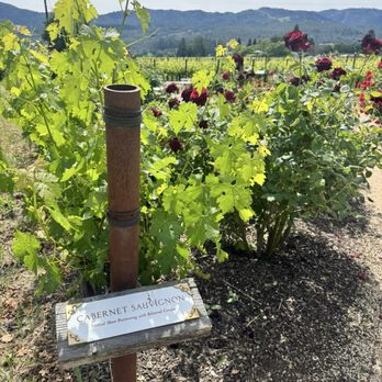 Raymond Vineyards - Wineries Near Me - St. Helena, California Raymond Vineyards - Wineries Near Me - St. Helena, California