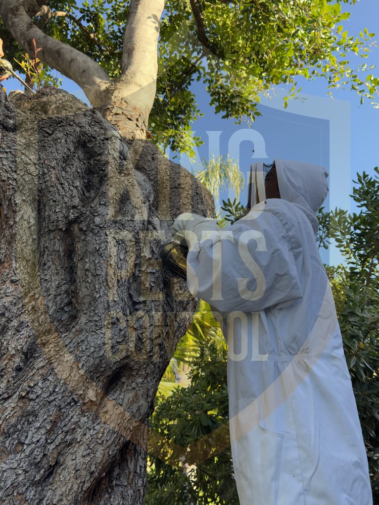 KING PESTS CONTROL - TEMP. CLOSED - Updated July 2025 - 31 Photos ...