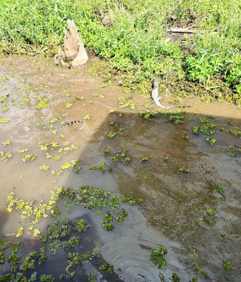 McGee's Louisiana Swamp & Airboat Tours by null