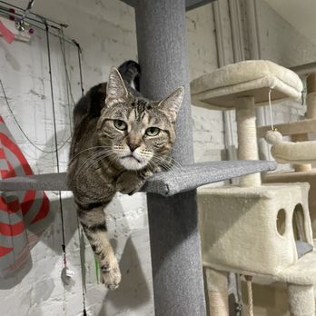 Ollie's Place - Animal Shelters Near Me - New York, New York