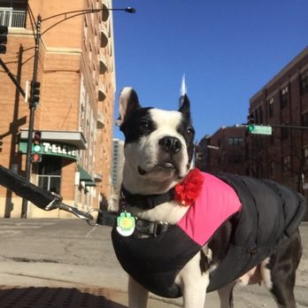 Windy City Dog Walkers - Dog Walkers Near Me - Chicago, Illinois Windy City Dog Walkers - Dog Walkers Near Me - Chicago, Illinois