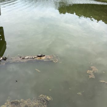 Yadkin Memorial Park - Turtles :) - Parks Near Me - Yadkinville, North Carolina Yadkin Memorial Park - Turtles :) - Parks Near Me - Yadkinville, North Carolina