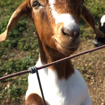 Pueblito Paisa - The cutest goat. - Colombian Near Me - Miami, Florida Pueblito Paisa - The cutest goat. - Colombian Near Me - Miami, Florida