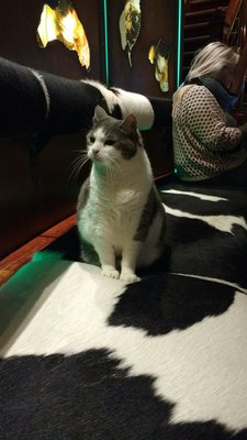 The Bulldog Hotel by null