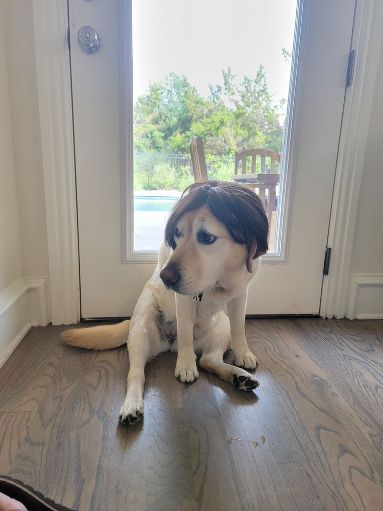 PET POLISHERS MOBILE PET GROOMING Updated October 2024 33 Reviews Austin, Texas Pet