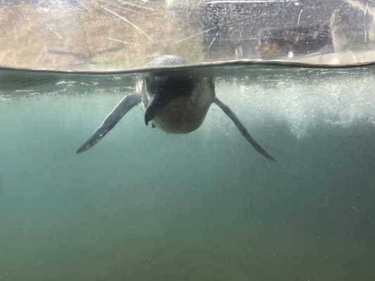 National Aquarium of New Zealand by null