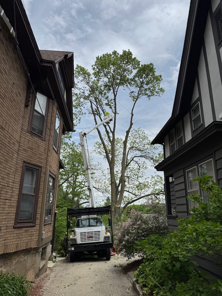 Tree House Arbor Science - tree service in Madison, WI