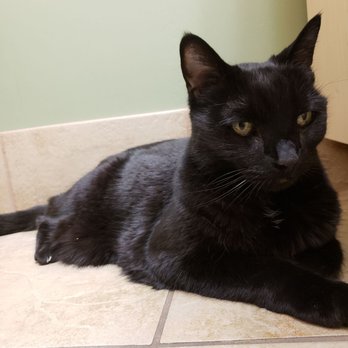 Larkspur Cat Clinic - Boogie isn't feeling too well - Veterinarians Near Me - Phoenix, Arizona Larkspur Cat Clinic - Boogie isn't feeling too well - Veterinarians Near Me - Phoenix, Arizona