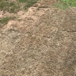 Carson's does not stand behind the SOD they sell 4 days after purchase. Carson's does not stand behind the SOD they sell 4 days after purchase.