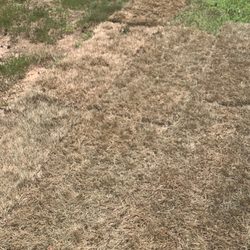 Carson's Nurseries - Carson's does not stand behind the SOD they sell 4 days after purchase.