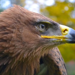 Green Mountain Falconry School