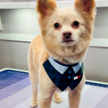 Vanity Mobile Pet Grooming - Pet Groomers Near Me Vanity Mobile Pet Grooming - Pet Groomers Near Me