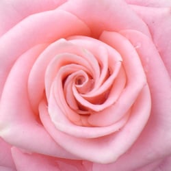 Bed of Roses - "when the odrinary...simply just is'nt enough"