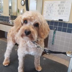 Complete Passion - Maltipoo