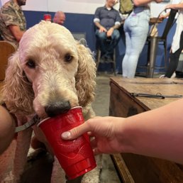 Dog friendly Dog friendly