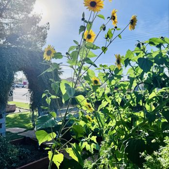 Tandy’s Cafe - Garden flowers - Comfort Food Near Me - Phoenix, Arizona