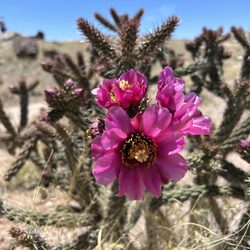 Rainbow Forest Museum And Visitor Center - Waking Stick Cholla