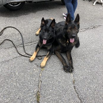 Fortunate K9 Dog & Owner Training - Pet Services Near Me - Derry, New Hampshire Fortunate K9 Dog & Owner Training - Pet Services Near Me - Derry, New Hampshire