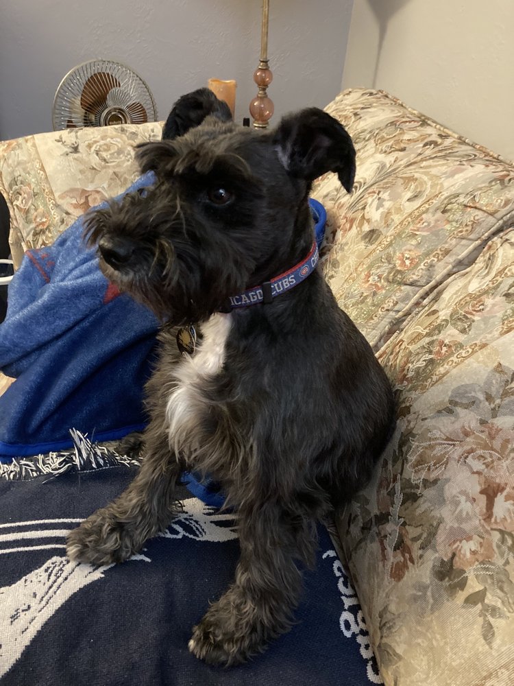 BREEDLOVE GROOMING SALON & SPA Updated June 2024 23 Photos East