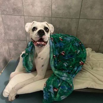 Doggin' Around Daycare - The team texted us a picture of him settling in during his boarding. - Pet Sitting Near Me - Ventura, California