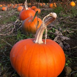 Richmond Pumpkin Patch