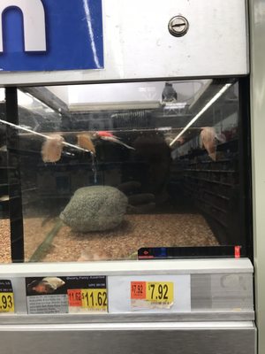 Walmart by null