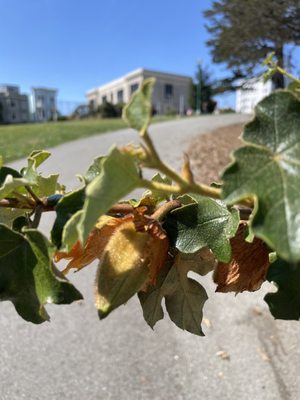 Alamo Square Park by null