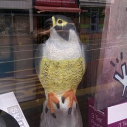 Bearwood Cash & Carry - Need a plastic kestrel?