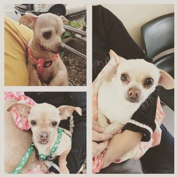 Waggytail Rescue - 3 chi's they saved from entering the shelter. WT only had the budget to save 1 dog but saved all 3. Please donate, it's tax-deductible! - Pet Adoption Near Me