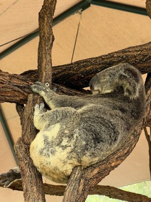 Australia Zoo by null
