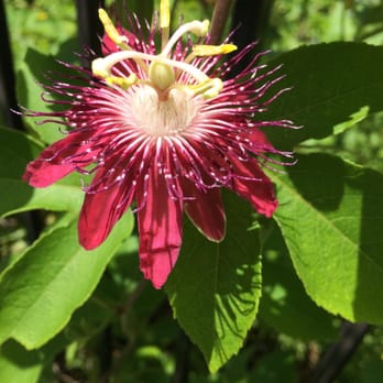 Mount Dora Library - Nunan Butterfly Garden - Libraries Near Me - Mount Dora, Florida