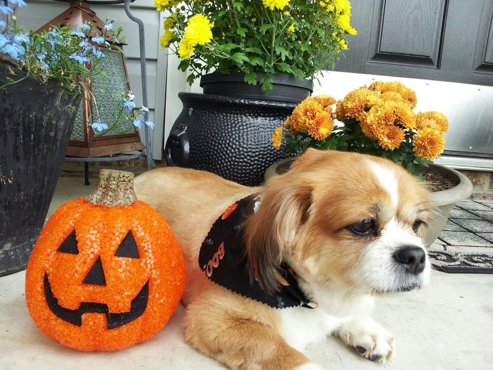 JERRI’S PET GROOMING Updated August 2024 2958 Hendersonville Rd