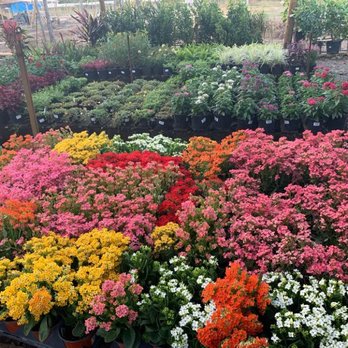 Springtime Farms - One Gallon Tables - Nurseries & Gardening Near Me - North Fort Myers, Florida Springtime Farms - One Gallon Tables - Nurseries & Gardening Near Me - North Fort Myers, Florida