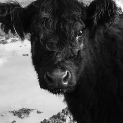 Cedar Crest Farm & Feed