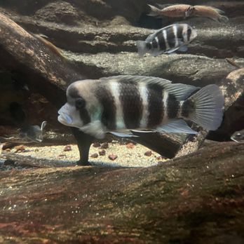 Shedd Aquarium - Fish - Aquariums Near Me - Chicago, Illinois