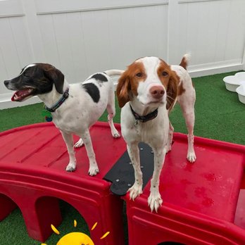 Camp Bow Wow - Pet Sitting Near Me - Memphis, Tennessee