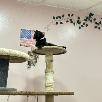 Whiskers Cat Cafe - Roxie - Pet Adoption Near Me - Philadelphia, Pennsylvania Whiskers Cat Cafe - Roxie - Pet Adoption Near Me - Philadelphia, Pennsylvania