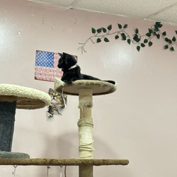 Whiskers Cat Cafe - Roxie