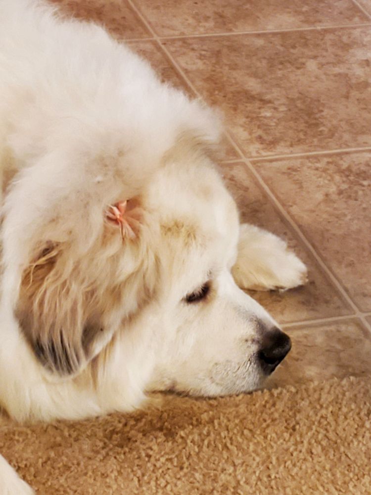 DOGS DAY OUT Updated October 2024 14 Reviews 4015 Fawnbrook Dr